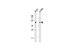 Western Blotting (WB) image for anti-Proliferation-Associated 2G4, 38kDa (PA2G4) (AA 322-350), (C-Term) antibody (ABIN1882075)