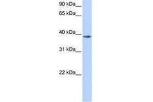 Image no. 1 for anti-Nudix (Nucleoside Diphosphate Linked Moiety X)-Type Motif 13 (NUDT13) (N-Term) antibody (ABIN6738501) (NUDT13 antibody  (N-Term))