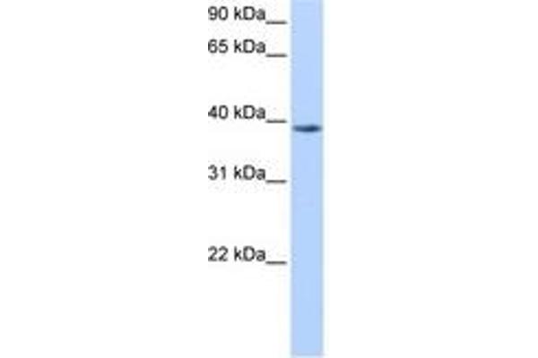NUDT13 Antikörper  (N-Term)