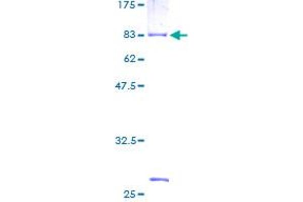 RAP1GDS1 Protein (AA 1-607) (GST tag)