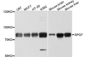 Western blot analysis of extracts of various cell lines, using SPG7 antibody. (SPG7 antibody)