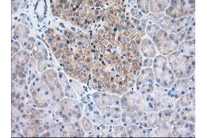 Immunohistochemical staining of paraffin-embedded Human Kidney tissue using anti-TTC32 mouse monoclonal antibody. (TTC32 antibody)