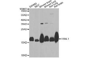 Western blot analysis of extracts of various cell lines, using VSNL1 Antibody (ABIN2560753) at 1:1000 dilution. (VSNL1 antibody)