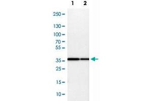Western Blot analysis of Lane 1: NIH-3T3 cell lysate (mouse embryonic fibroblast cells) and Lane 2: NBT-II cell lysate (Wistar rat bladder tumor cells) with COPS5 polyclonal antibody .