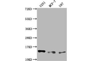 Western Blot Positive WB detected in: U251 whole cell lysate, MCF-7 whole cell lysate, U87 whole cell lysate All lanes: TNFRSF12A antibody at 1:2000 Secondary Goat polyclonal to rabbit IgG at 1/50000 dilution Predicted band size: 14, 11 kD Observed band size: 14 kDa (Recombinant TNFRSF12A antibody)
