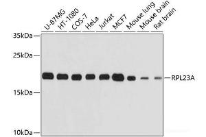 Western blot analysis of extracts of various cell lines using RPL23A Polyclonal Antibody at dilution of 1:1000.