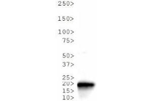 Western Blot of Rabbit Anti-Histone H3 [Trimethyl Lys36] Antibody. (Histone 3 antibody  (H3K36me3))