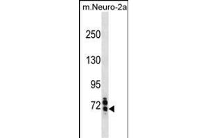 Mouse Senp1 Antibody (Center) (ABIN1881788 and ABIN2838724) western blot analysis in mouse Neuro-2a cell line lysates (35 μg/lane). (SENP1 antibody  (AA 262-289))