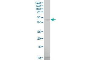 HTR1F antibody  (AA 203-279)