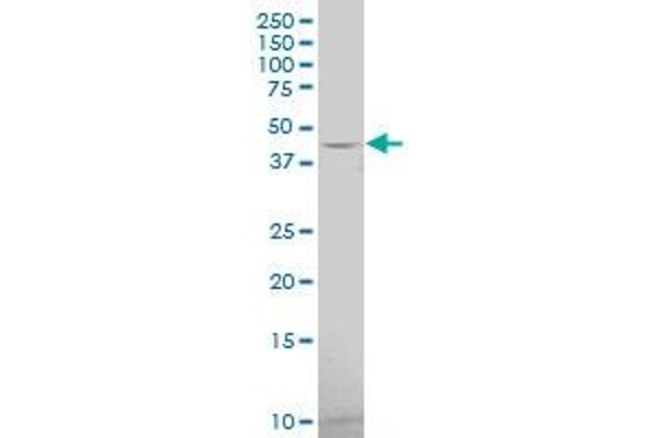 HTR1F antibody  (AA 203-279)