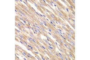 Immunohistochemistry of paraffin-embedded rat heart using SLC25A4 antibody. (SLC25A4 antibody  (AA 40-298))