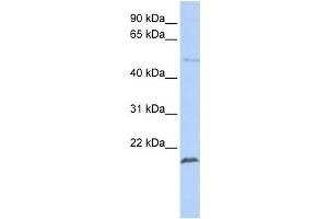 Western Blotting (WB) image for anti-Zinc Finger Protein 79 (ZNF79) antibody (ABIN2458176) (ZNF79 antibody)