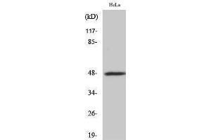 Western Blotting (WB) image for anti-Signal-Regulatory Protein beta 1 (SIRPB1) (Internal Region) antibody (ABIN3183741)