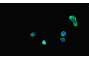 Immunofluorescent analysis of HepG2 cells using ABIN7160080 at dilution of 1:100 and Alexa Fluor 488-congugated AffiniPure Goat Anti-Rabbit IgG(H+L) (BUB1B antibody  (AA 230-394))