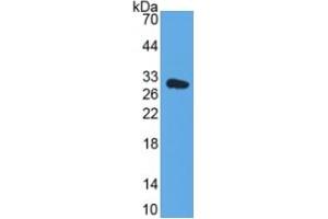 Rabbit Detection antibody from the kit in WB with Positive Control: Human Hela cell lysate. (DDO ELISA Kit)