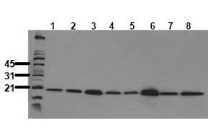 Western Blotting (WB) image for anti-Peptidylprolyl Cis/trans Isomerase, NIMA-Interacting 1 (PIN1) antibody (ABIN126850) (PIN1 antibody)