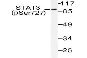 Western blot (WB) analysis of p-STAT3 (pSer727) pAb in extracts from HeLa cells. (STAT3 antibody  (pSer727))