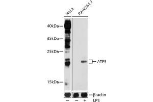 Western blot analysis of extracts of various cell lines, using  antibody  at 1:1000 dilution. (ATF3 antibody  (AA 1-181))