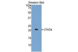 Western Blotting (WB) image for anti-Myosin, Light Chain 12A, Regulatory, Non-Sarcomeric (MYL12A) (AA 10-171) antibody (ABIN3201985) (MYL12A antibody  (AA 10-171))