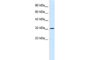 anti-SWI/SNF Related, Matrix Associated, Actin Dependent Regulator of Chromatin, Subfamily A, Member 2 (SMARCA2) (Middle Region) antibody