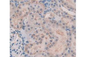Used in DAB staining on fromalin fixed paraffin- embedded kidney tissue (FASTK antibody  (AA 330-511))