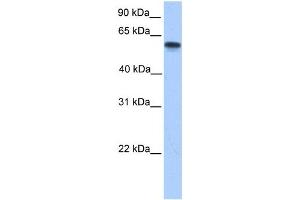 Western Blotting (WB) image for anti-Cytochrome P450, Family 11, Subfamily A, Polypeptide 1 (CYP11A1) antibody (ABIN2459507) (CYP11A1 antibody)