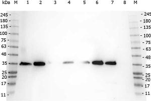 Western Blot of Rabbit anti-VDAC/Porin antibody. (VDAC1 antibody  (Internal Region))