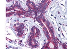 Anti-SLC39A7 antibody IHC of human breast. (SLC39A7 antibody  (N-Term))