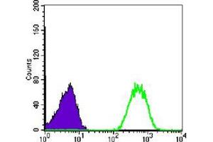 Flow cytometric analysis of Jurkat cells using NME1 mouse mAb (green) and negative control (purple). (NME1 antibody)