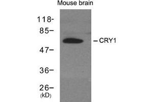 Western blot analysis of extracts from mouse brain tissue using CRY1 antibody. (CRY1 antibody)