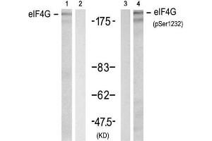 Western blot analysis of extracts from 293 cell using eIF4G (Ab-1232) Antibody (E021514, Lane 1 and 2) and eIF4G (phospho-Ser1232) antibody (E011514, Lane 3 and 4).