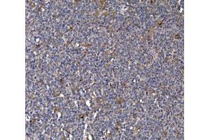 IHC analysis of FKBP135/FKBP15 using anti-FKBP135/FKBP15 antibody (ABIN7600397). (FKBP15 antibody  (AA 19-1210))