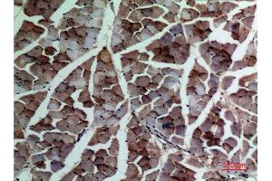 Immunohistochemistry (IHC) analysis of paraffin-embedded Rat Muscle, antibody was diluted at 1:100. (alpha-SMA (C-Term) antibody)