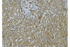 ABIN6273016 at 1/100 staining Mouse kidney tissue by IHC-P. (SNX17 antibody  (N-Term))