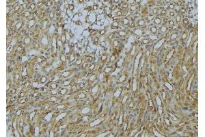 ABIN6273016 at 1/100 staining Mouse kidney tissue by IHC-P. (SNX17 antibody  (N-Term))