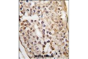 Formalin-fixed and paraffin-embedded human testis tissue reacted with PUM2 Antibody (C-term) (ABIN391821 and ABIN2841667) , which was peroxidase-conjugated to the secondary antibody, followed by DAB staining. (PUM2 antibody  (N-Term))