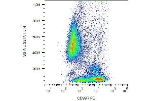 Surface staining of human peripheral blood with anti-CD99R (MEM-131) PE. (CD99 antibody  (PE))