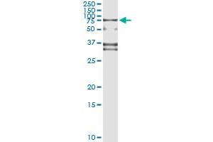 Western Blotting (WB) image for anti-SP110 Nuclear Body Protein (SP110) (AA 271-380) antibody (ABIN561432)