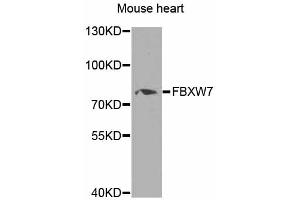 Western blot analysis of extracts of mouse heart, using FBXW7 antibody (ABIN5975397) at 1/1000 dilution.