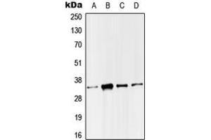 Western blot analysis of SMUG1 expression in HeLa (A), Molt4 (B), Raw264. (SMUG1 antibody  (Center))