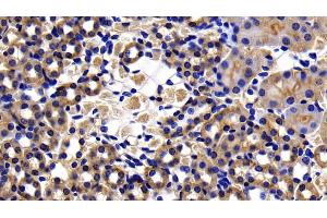 Detection of CASP8 in Mouse Kidney Tissue using Polyclonal Antibody to Caspase 8 (CASP8) (Caspase 8 antibody  (AA 219-376))