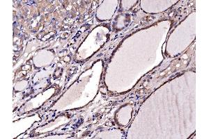 IHC analysis of Gephyrin/GPHN using anti-Gephyrin/GPHN antibody (ABIN7600086).