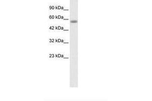 Image no. 1 for anti-Kelch-Like 36 (KLHL36) (AA 134-183) antibody (ABIN202817) (KLHL36 antibody  (AA 134-183))