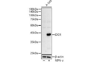 Western blot analysis of extracts of A-549 cells, using IDO1 Rabbit pAb antibody (ABIN3022248, ABIN3022249, ABIN1513093 and ABIN6218692) at 1:500 dilution. (IDO1 antibody  (AA 204-403))