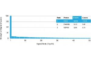 Analysis of Protein Array containing more than 19,000 full-length human proteins using Desmoglein-3 Mouse Monoclonal Antibody (DSG3/2796) Z- and S- Score: The Z-score represents the strength of a signal that a monoclonal antibody (Monoclonal Antibody) (in combination with a fluorescently-tagged anti-IgG secondary antibody) produces when binding to a particular protein on the HuProtTM array. (Desmoglein 3 antibody  (AA 379-491))