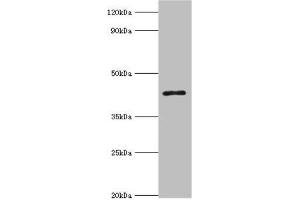 Western blot All lanes: 3-ketoacyl-CoA thiolase, peroxisomal antibody at 8 μg/mL + Mouse liver tissue Secondary Goat polyclonal to rabbit IgG at 1/10000 dilution Predicted band size: 45, 35 kDa Observed band size: 45 kDa (ACAA1 antibody  (AA 27-300))