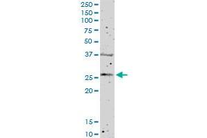 FGFBP1 MaxPab polyclonal antibody. (FGFBP1 antibody  (AA 1-234))