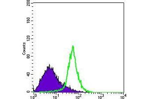 Flow cytometric analysis of Hela cells using ITGA5 mouse mAb (green) and negative control (purple). (ITGA5 antibody)