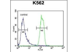 OR2M3 Antibody (C-term) (ABIN654818 and ABIN2844491) flow cytometric analysis of K562 cells (right histogram) compared to a negative control cell (left histogram). (OR2M3 antibody  (C-Term))