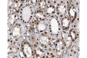 IHC analysis of human kidney, using APLF Antibody at 1/100. (APLF antibody  (Internal Region))